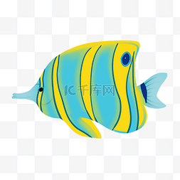 彩色鱼类动物