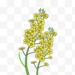 茂盛的黄色油菜花