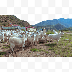 捻角山羊图片_内蒙古山区山羊养殖