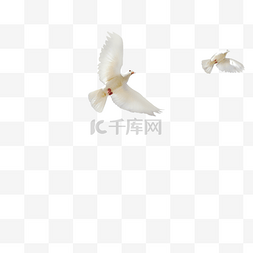 白色鸽子图片图片_两只白色的鸽子