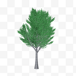 植物模型图片_树木模型