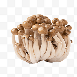 水蘑菇云图片_食材蟹味菇蘑菇真菌