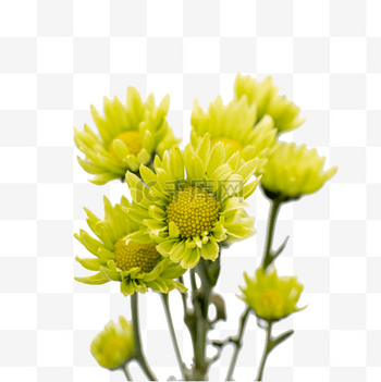 菊花图 白色野菊花图片免费下载_PNG素材_编号158iq6p01_图精灵