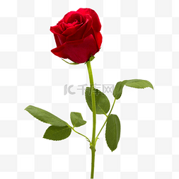 玫瑰花味香水图片_红色玫瑰