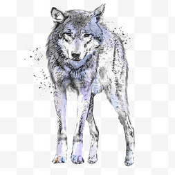 狼野兽手绘水彩素描元素