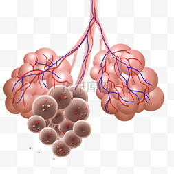 肺气肿图片_肺部疾病医疗医护
