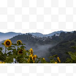 高山向日葵风景