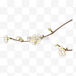 盛开的白色樱花树枝免抠图