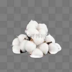 农作物白棉花