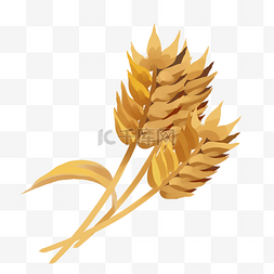 五谷皮胚面粉图片_一堆小麦