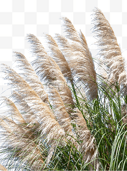 白露芦苇鹤图片_芦苇秋天