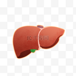 手绘肝脏图片_手绘人体器官肝脏