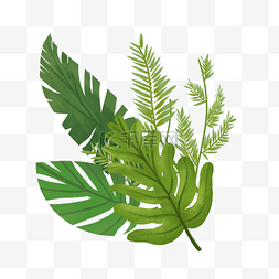 插图植物图片_热带植物树叶组合