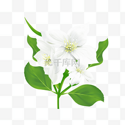 茉莉散花图片_简约风格茉莉花枝