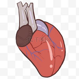 红色心脏器官图片_ 心脏人体器官