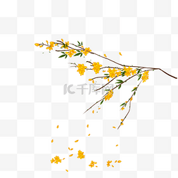 桂花花手绘图片_手绘桂花树