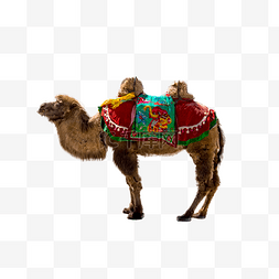 旅游景点骆驼