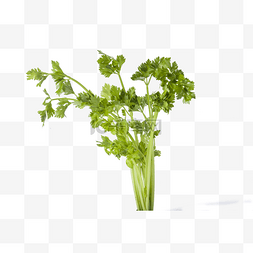 一把绿色大叶的芹菜