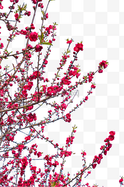 千姿百态的猫图片_枝头开满鲜艳向上的红花