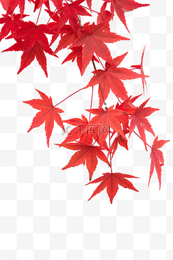 红色枫树树叶