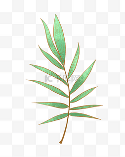 扁长的竹子叶子插画