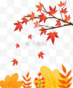 秋天枫树飘落