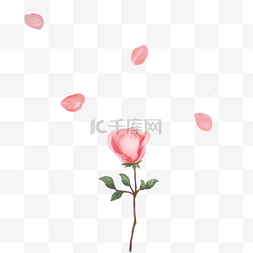 花瓣小图片_粉红玫瑰