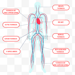 身体四肢图片_手绘卡通蓝色血管身体系统插画