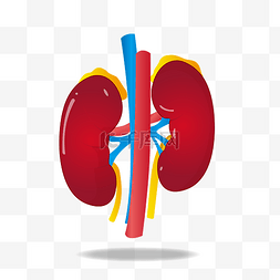 肺部手绘图片_手绘人体器官肺插画