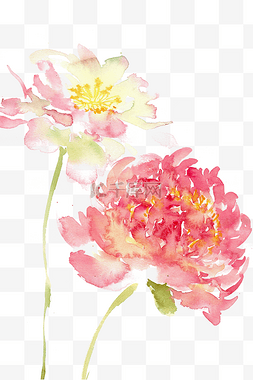 花朵鲜艳素材图片图片_鲜艳的芍药