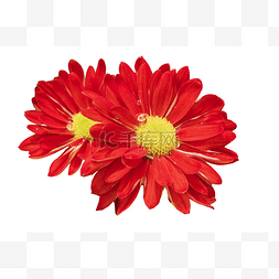 鲜红的花图片_鲜红妖艳的野菊花png素材