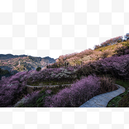 春天梅花盛开风景