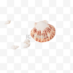 花纹贝壳