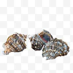 海螺螺肉田螺