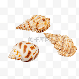 贝壳和贝肉图片_海螺贝壳