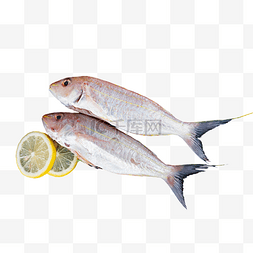 金丝鱼图片_红杉鱼咸水鱼
