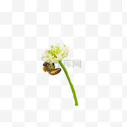 白色花朵上采蜜的蜜蜂