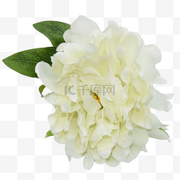 白色芍药花图片_盛开的白花