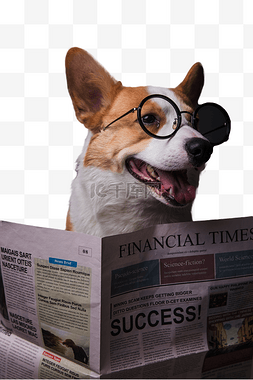 宠物狗图片_看报纸的狗狗