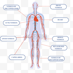 手绘卡通身体系统心脏血管循环插
