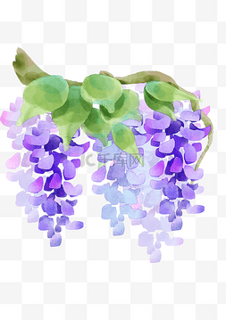 紫色紫藤花花藤