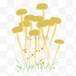 菌类植物蘑菇