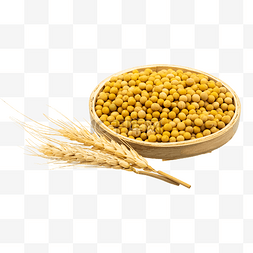 小麦黄豆农作物