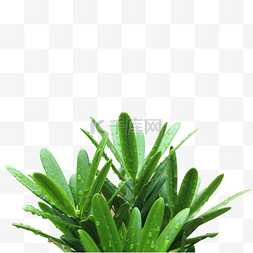 短叶罗汉松植物