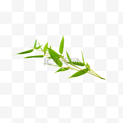 绿色竹叶竹子