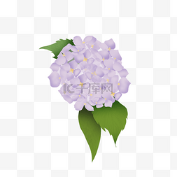 手绘淡紫色绣球花