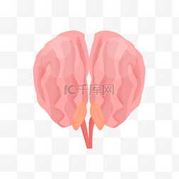 粉色脑袋人体器官