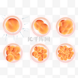 蝌蚪素材图片_小蝌蚪排卵期受精过程