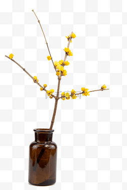 树枝黄色腊梅花朵