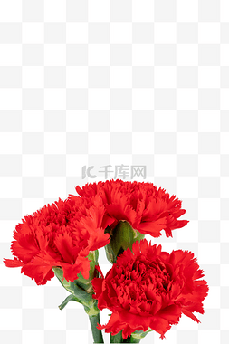 康乃馨花朵红色图片_女神节鲜花康乃馨